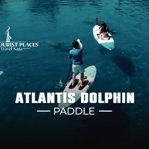 Atlantis Dolphin Paddle | Paddle Boarding with Dolphins